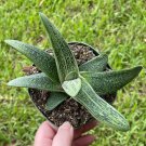 Gasteria Batesiana Very Big Cow Tongue G.D.Rowley Xanthorrhoeaceae Little War