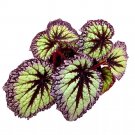 Starry Night Begonia Rex 6Ch Super Splashy White Purple Band