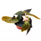 Phantom Angel Wing 6Ch Cane Begonia Light Orange Flower Few Polkad
