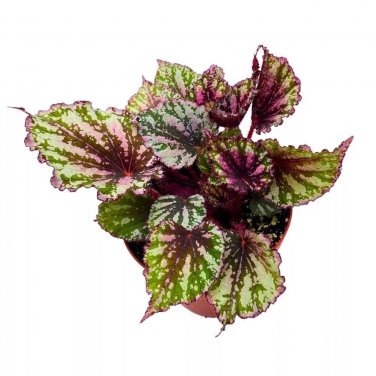 Lacey Closson Begonia Rex 6Ch Pink Green And White