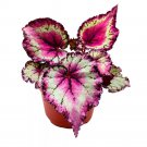 Raspberry Beret 6Ch Begonia Rex Pink Center Pink Band And Tail