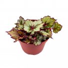 Ghost Whisperer Begonia Rex 6Ch