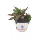 Haworthia Venosa/Haworthiopsis Tessellata/Venstertjie/Haworthiopsis Venosa
