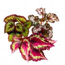 Begonia Rex Assortment 4Ch 3 Different Colorful Rex Begonias
