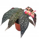 Serenity Exclusive Hybrid Angel Wings Polka Dot Begonia Rex 6Ch