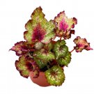 Holly Jolly Begonia Rex 6Ch Curly White Splash Red And Green
