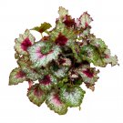 Hearts Desire Begonia Rex 6Ch Pink Spiral Curls