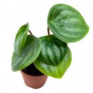 Peperomia Watermelon 4Ch Pep Argyreia