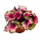 Red Rider Begonia Rex 6Ch Pinkish Red Curls