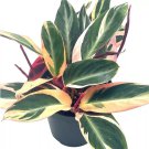 Triostar Stromanthe 6Ch Sanguinea Tricolor Variegated