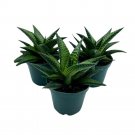 Haworthia Limifolia Fairy Washboard Set Of 3 2Ch Pots