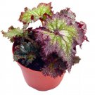 Pink Radiance Begonia Rex Curled Purple And Green With White Splash