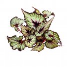 Starlite Begonia Rex 6Ch Starlight
