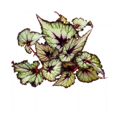 Starlite Begonia Rex 6Ch Starlight