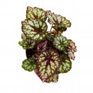 Twister Sister Begonia Rex 6Ch Spiral Leaf