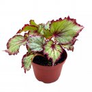 Ring Of Fire Begonia Rex 6Ch Pink Edge Green And White