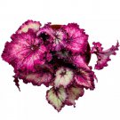 Pink Persuasion 6Ch Begonia Rex Deep Pink Gnarly Curly Leaves
