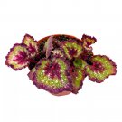 Love Potion Begonia Rex 6Ch