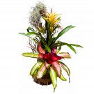 Bromeliad Tree 24Ch Air   On Wooden Totem Pole Mounted Bromeliads