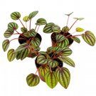Peperomia Piccolo Banda 2Ch Set Of 3 Red And Green Streaks