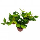 Peperomia Stilt Puteolata Tetragona Parallel 2Ch Set Of 3 Tiny Mini Pixie P