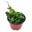 Hoya Hindu Rope Carnosa Compacta 6Ch Krinkle Kurl Ready For Upgrade Honey
