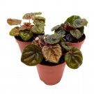 Peperomia Chocolate 2Ch Set Of 3 Brown-Red Emerald Ripple Pep Caperata
