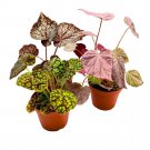 Rhizomatous Begonia Assortment 4Ch 3 Different Rhizo Begonias