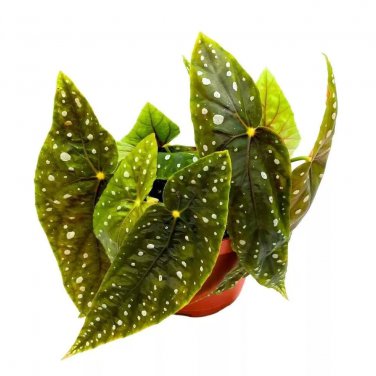 Eric Seel Angel Wing 6Ch Cane Begonia Green White Polkadots