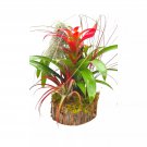 Bromeliad Garden Air Plant Garden Mounted On Wooden Pole With Wooden Base Han