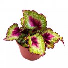 Saint Nick Begonia Rex 6Ch Spiral Curls