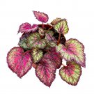 Stained Glass 6Ch Begonia Rex Multicolored Splash