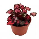 Red Robin Begonia A 6Ch Pot Begonia Rex
