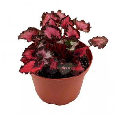 Red Robin Begonia A 6Ch Pot Begonia Rex