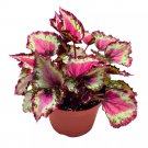 Red Star Begonia Rex 6Ch Reddish Pink