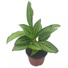 Calathea Vittata 4Ch Zebra Peacock Plant Cathedral Plant