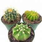 Barrel Cactus Assortment 4Ch Set Of 3 Easter Lily Lemon Barrel Golden Bar