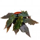 Fallen Angel Angel Wing 6Ch Cane Begonia Curly White Polkadots