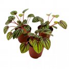 Peperomia Piccolo Banda 2Ch Set Of 3 Ripple Caperata Tiny Mini Pixie