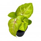 Gold Allusion Syngonium 2Ch Golden Allusion Arrow Head Vine