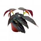 Raider Angel Wing Cane Begonia 6Ch Premium Hybrid