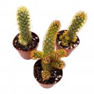 Copper King 2Ch Set Of 3 Lady Fingers Mammillaria Elongata Tiny Mini Pixie