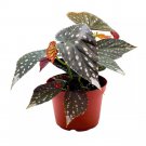 Titan Angel Wing Cane Begonia 6Ch Premium Hybrid