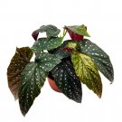 Dark Wizard Angel Wing 6Ch Cane Begonia Black Large Leaf Silver Ti