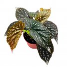 Kimset Angel Wing 6Ch Cane Begonia Silver Tip Large White Polkadot