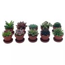 Teacup Succulent Assortment 10 Different   1Ch Pots With Saucers S