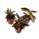 Peperomia Metallica 2Ch Set Of 3 Repii Tiny Mini Pixie