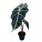 Alocasia African Mask Kris Plant Alocasia 'Polly' Elephant Ear 2Ch Pot