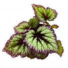 Fireworks Begonia Rex 6Ch Fire Works Green Purple White Splash