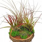 Tillandsia Garden On Cedar Wood Base Hand Crafted And Sculpted Air Plant Gard
